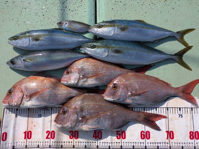 タイ(マダイ)・ハマチ(ブリ)・マサバ