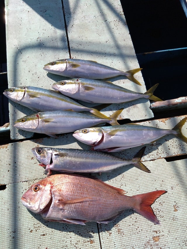 タイ(マダイ)・ハマチ(ブリ)・サバ(マサバ)