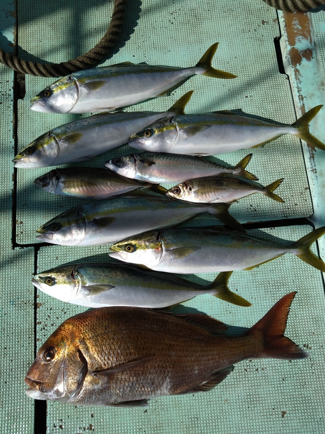 タイ(マダイ)・アジ(マアジ)・ハマチ(ブリ)・サバ(マサバ)