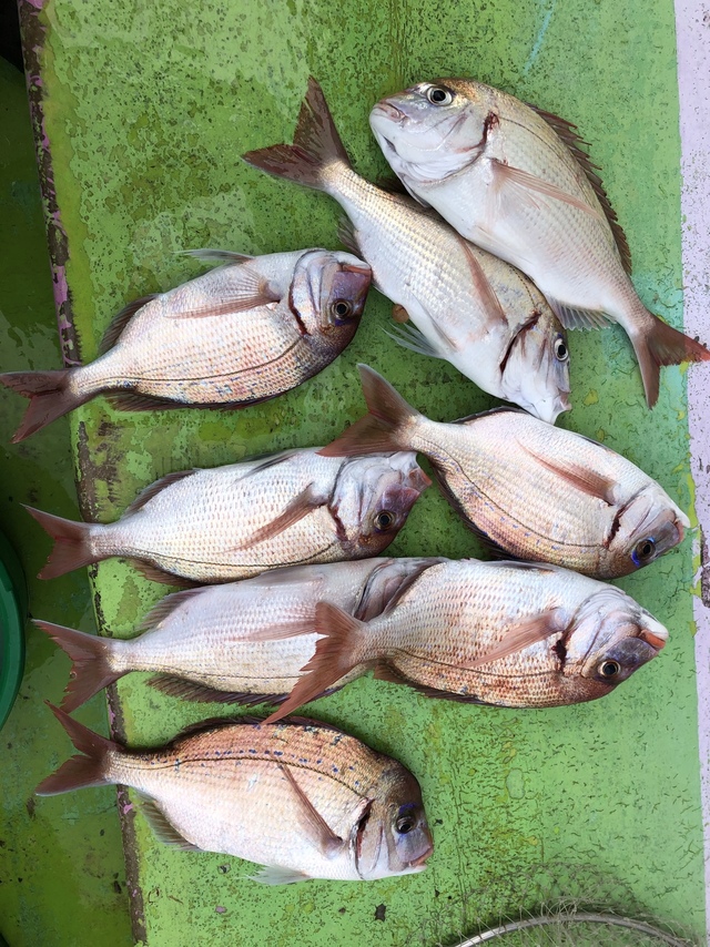 ハナダイ(チダイ)