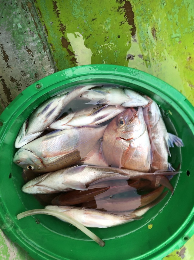 ハナダイ(チダイ)