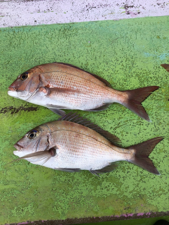 ハナダイ(チダイ)