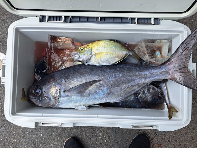 カイワリ・メダイ