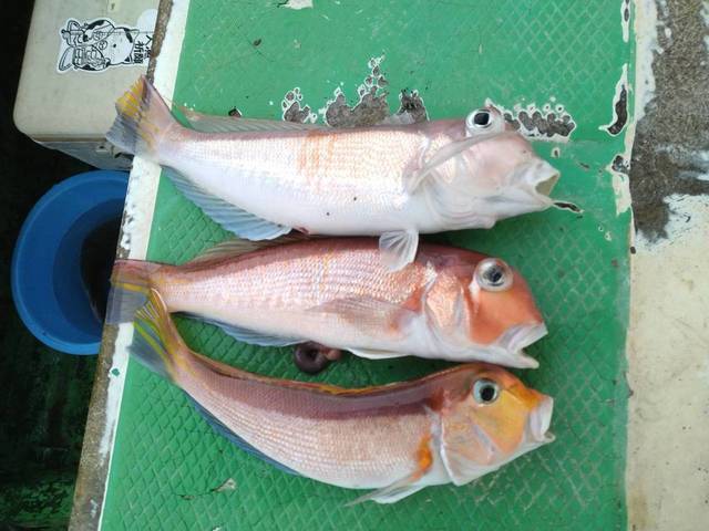 アマダイ(アカアマダイ)