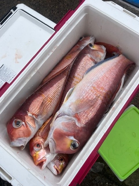 アマダイ(アカアマダイ)