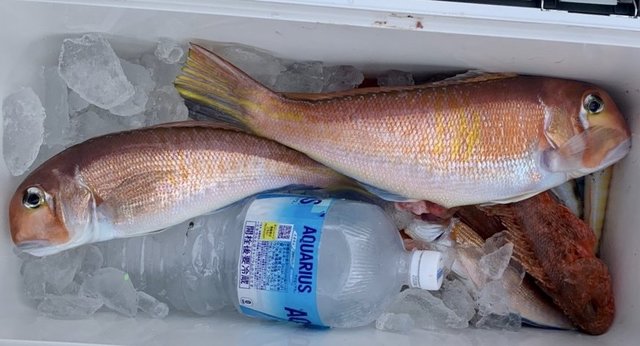 アマダイ(アカアマダイ)