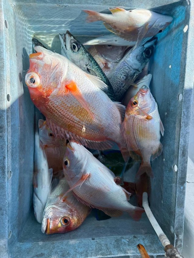 レンコダイ(キダイ)・アマダイ(アカアマダイ)・サバ(ゴマサバ)