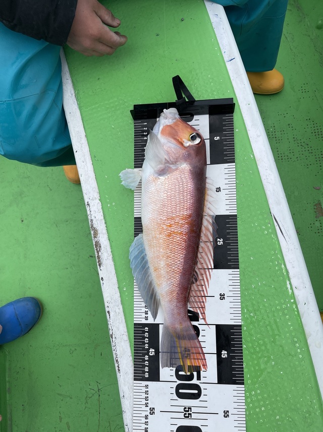 アマダイ(アカアマダイ)