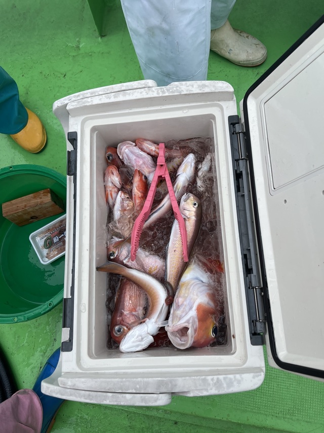 アマダイ(アカアマダイ)・シロアマダイ