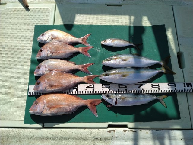 マダイ・マアジ・ハマチ(ブリ)・マサバ