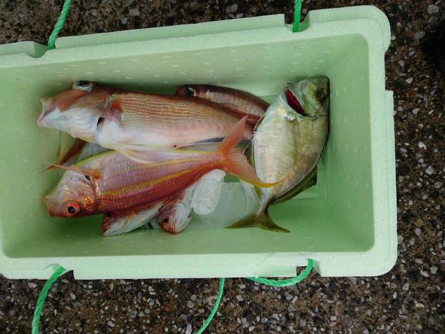 アマダイ(アカアマダイ)