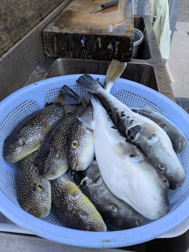 トラフグ・ショウサイフグ