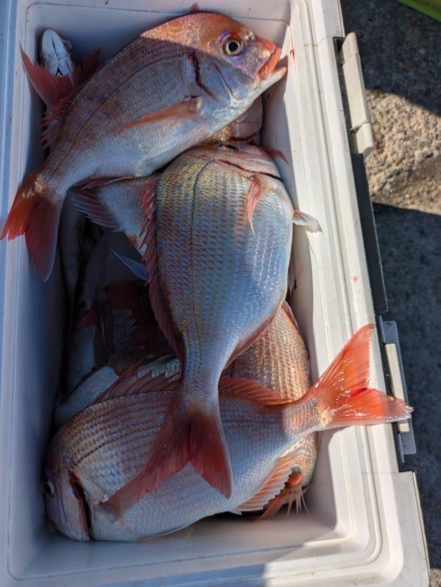 ハナダイ(チダイ)