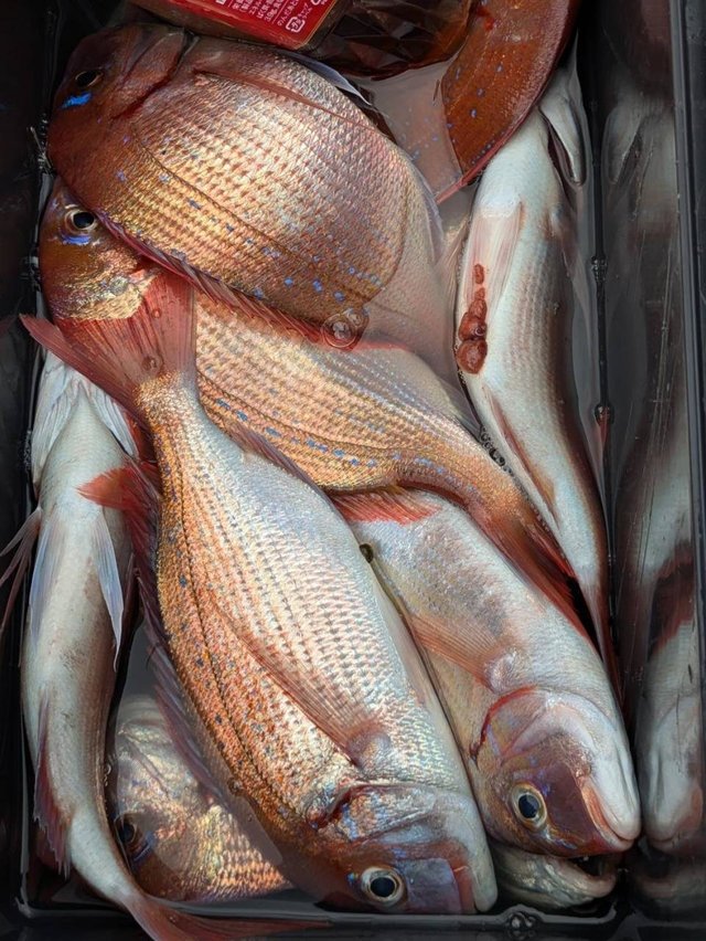 ハナダイ(チダイ)