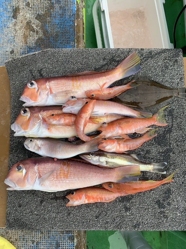 アマダイ(アカアマダイ)