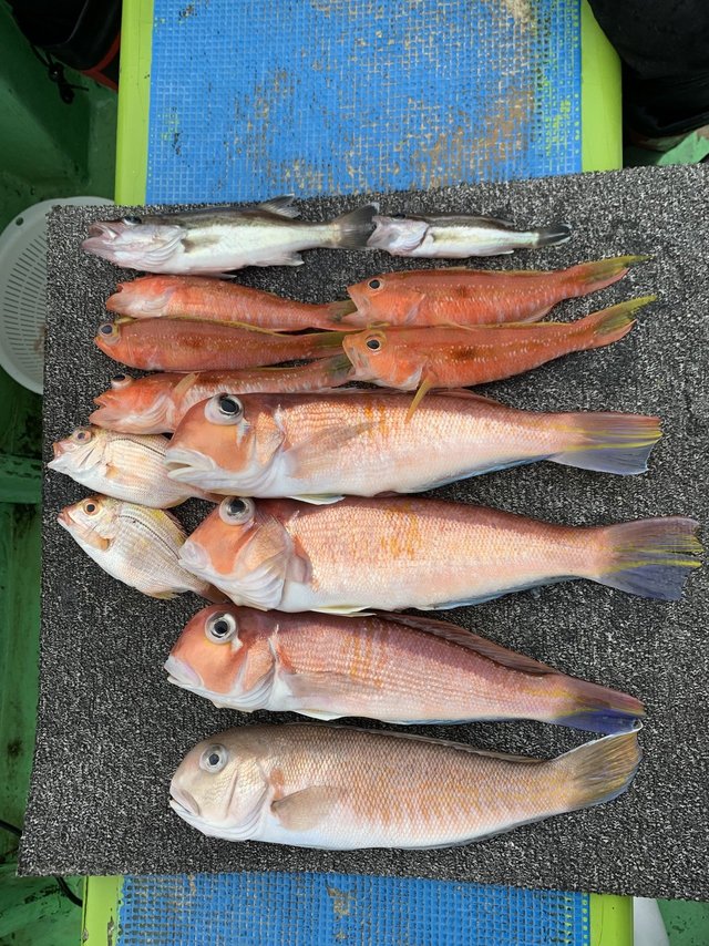 アマダイ(アカアマダイ)