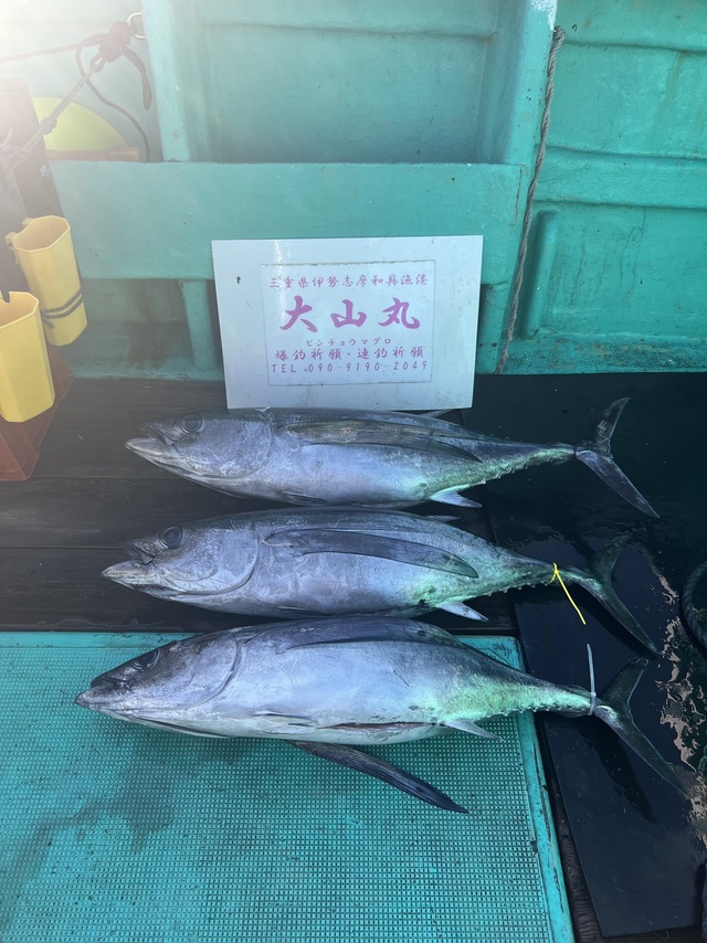 ビンチョウマグロ(ビンナガ)