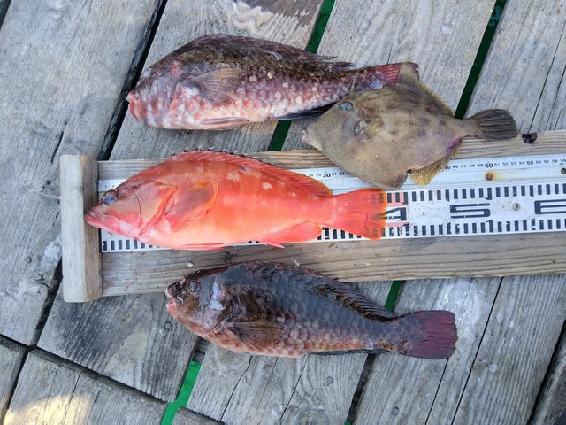 アカハタ・ブダイ・カワハギ