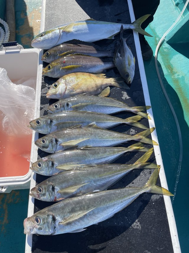 マアジ・ハマチ(ブリ)・メイチダイ