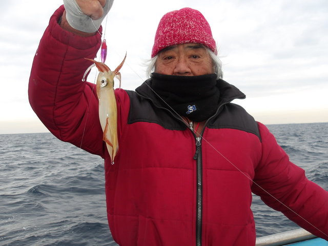 マルイカ(ケンサキイカ)