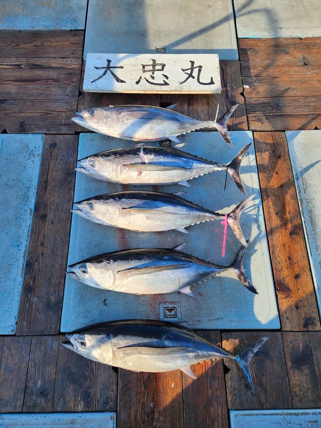 トンボ(ビンナガ)