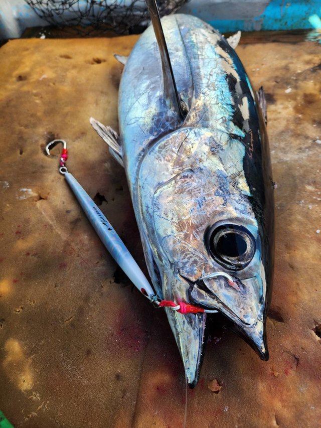 トンボ(ビンナガ)