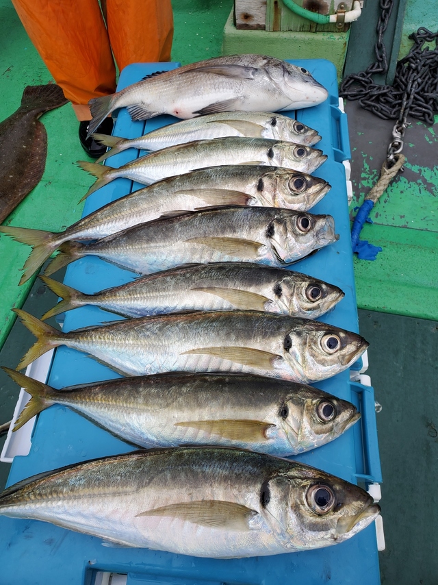 クロダイ・アジ(マアジ)