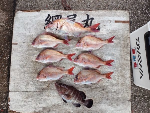 マダイ・ハタ(マハタ)