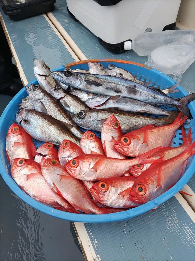 クロムツ・スミヤキ(クロシビカマス)・キンメ(キンメダイ)・シロムツ(オオメハタ)