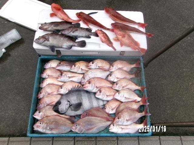 マダイ・マハタ・オニカサゴ・カサゴ・ホウボウ