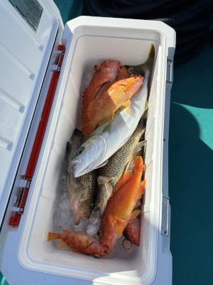 アカハタ・オオモンハタ・ブリ・ツバス(ブリ)・ヒラメ