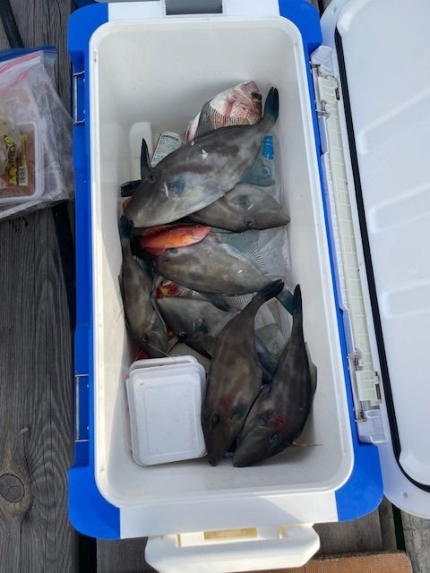 ウマヅラ(ウマヅラハギ)