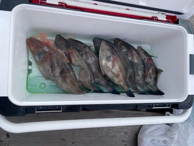 ウマヅラ(ウマヅラハギ)