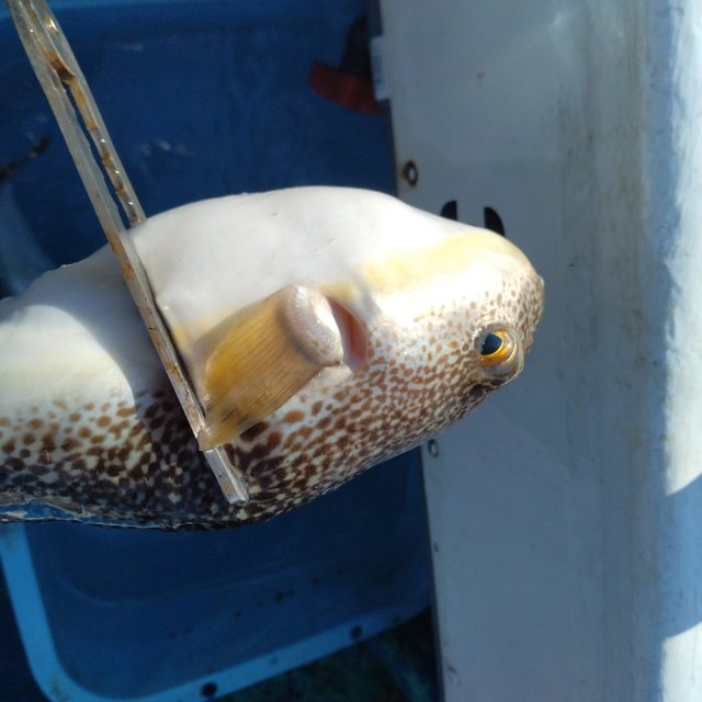 フグ(ショウサイフグ)