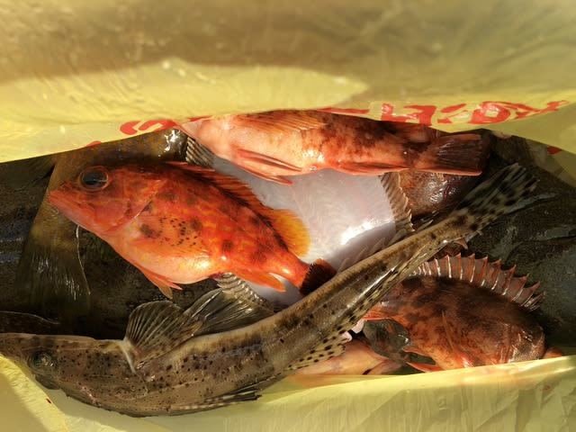 キジハタ・カサゴ