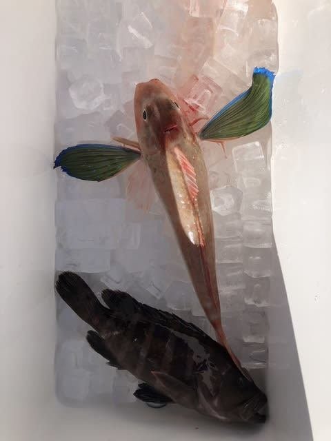 マハタ・ホウボウ