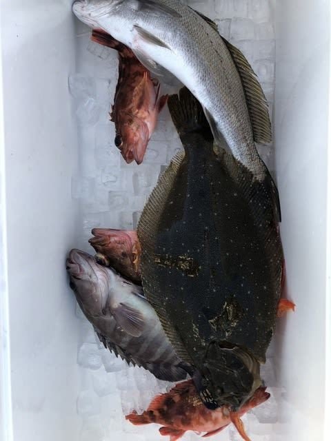 マハタ・ニベ・カサゴ・ヒラメ