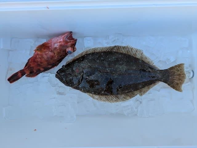 カサゴ・ヒラメ