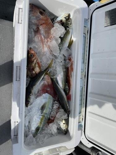 アジ(マアジ)・ブリ