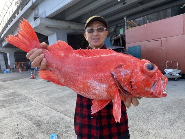 ベニアコウ(オオサガ)