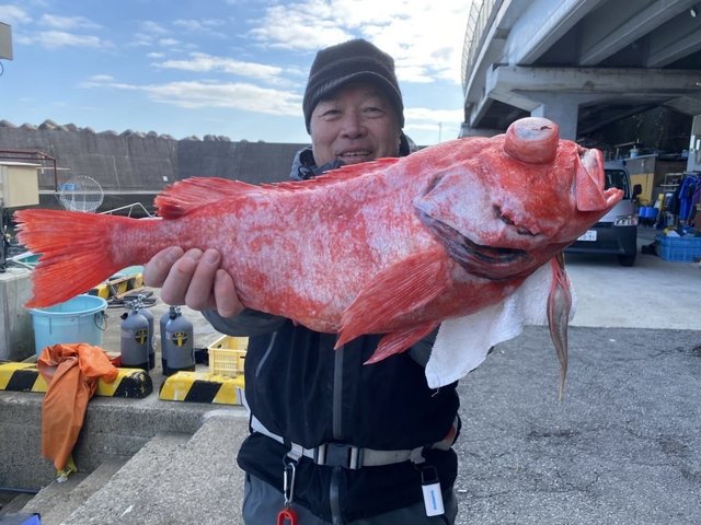 ベニアコウ(オオサガ)