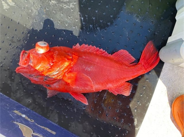 ベニアコウ(オオサガ)