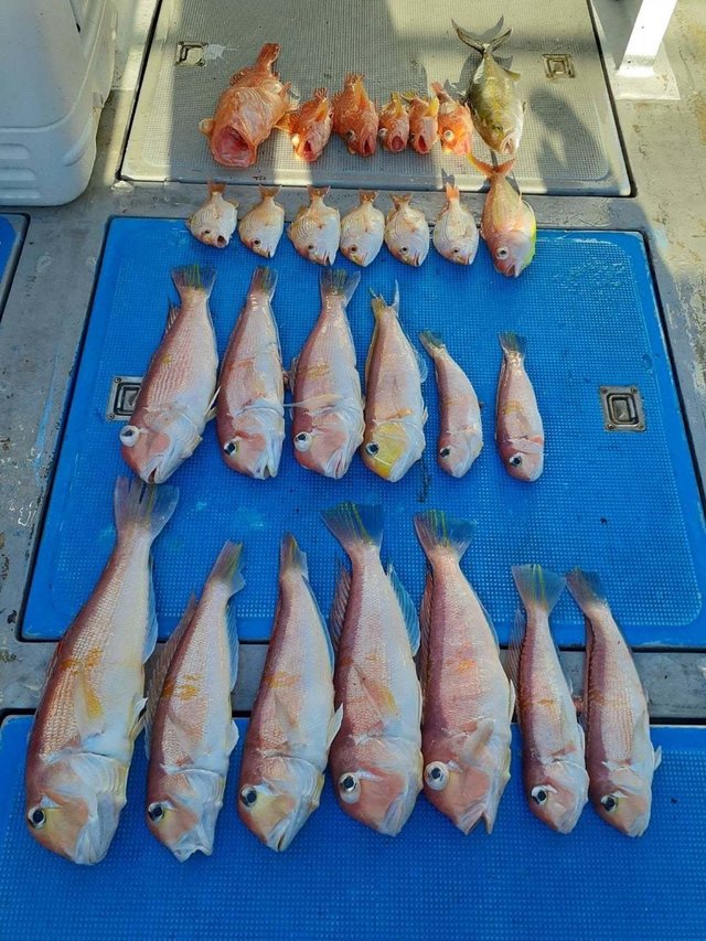 アマダイ(アカアマダイ)・キアマダイ