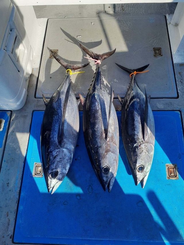 トンボ(ビンナガ)