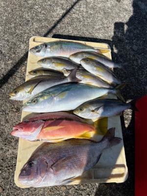 マダイ・アジ(マアジ)