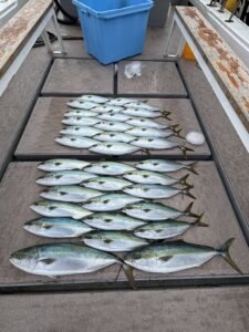 ブリ・ワラサ(ブリ)・ハマチ(ブリ)