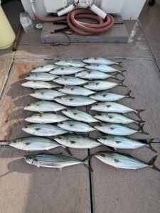 ワラサ(ブリ)・ハマチ(ブリ)