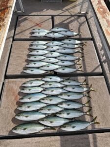 ワラサ(ブリ)・ハマチ(ブリ)