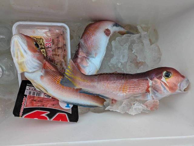 アマダイ(アカアマダイ)