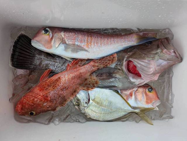 マハタ・アマダイ(アカアマダイ)・オニカサゴ